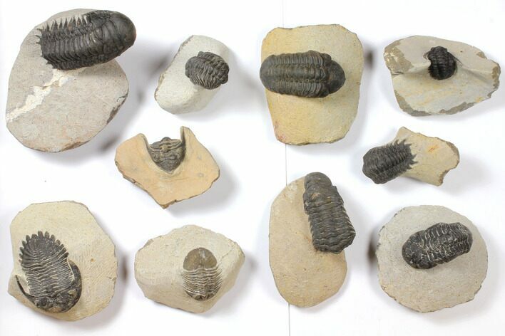 Lot: Assorted Devonian Trilobites - Pieces #119907